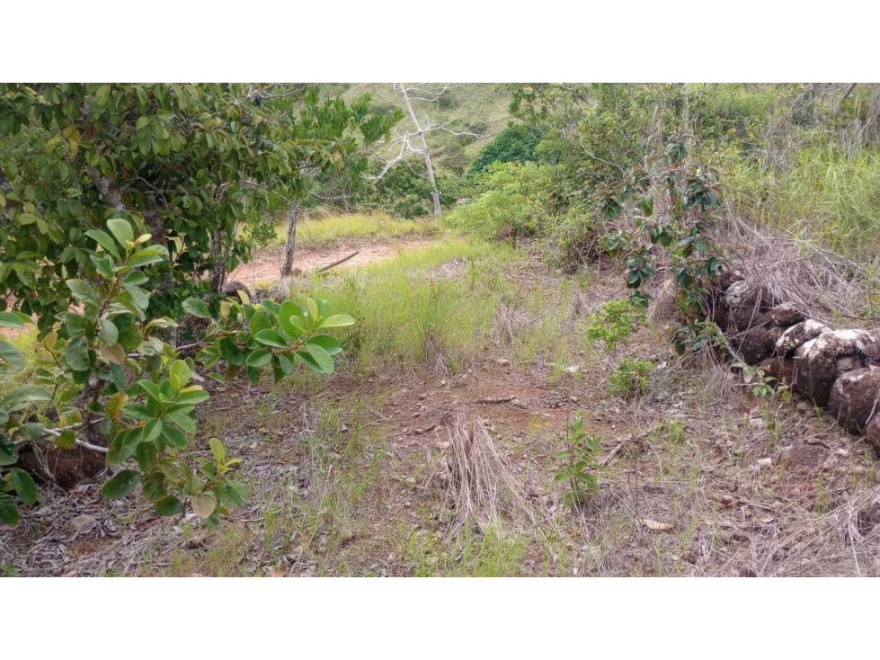 VENDO TERRENO EN ZONA ALTA Y FRESCA EN PENONOMÉ - 4