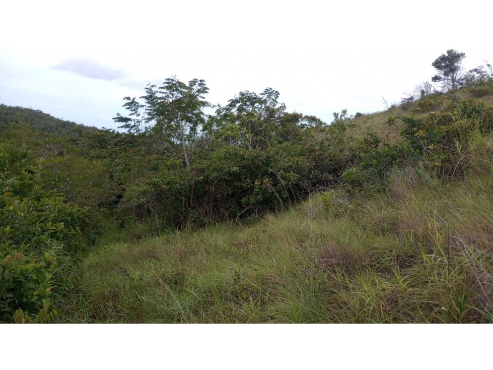VENDO TERRENO EN ZONA ALTA Y FRESCA EN PENONOMÉ - 6