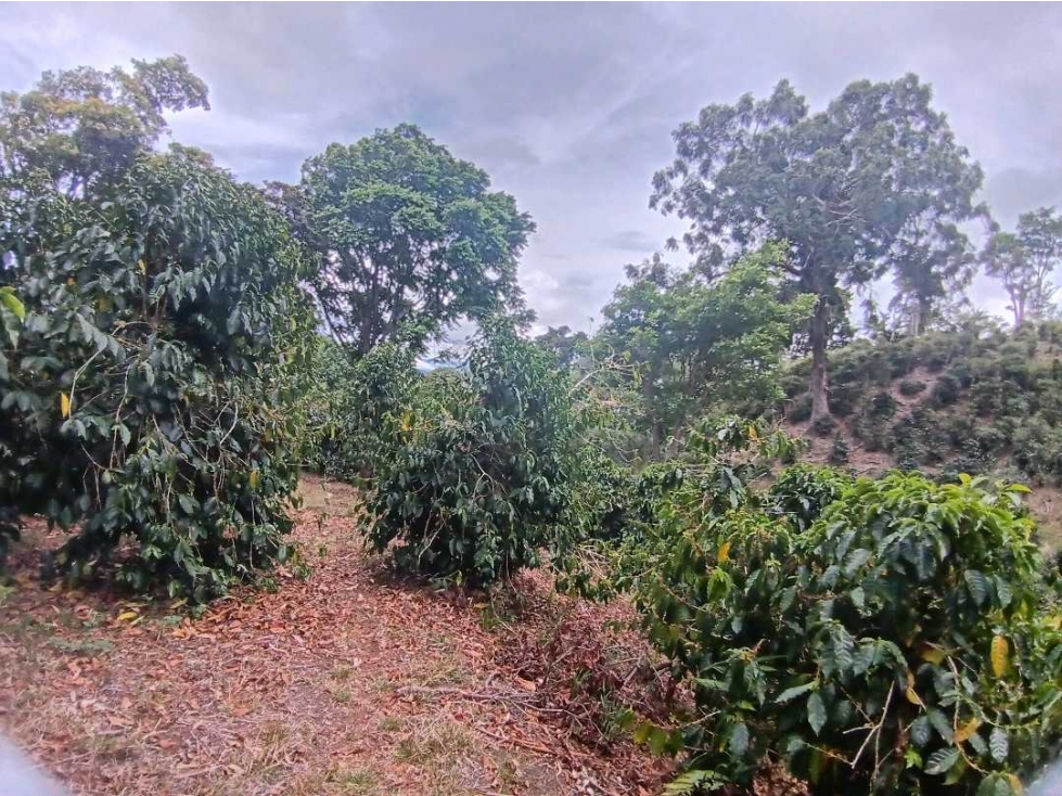VENDO UNA HECTAREA A SEGREGAR EL SALTO — foto 3