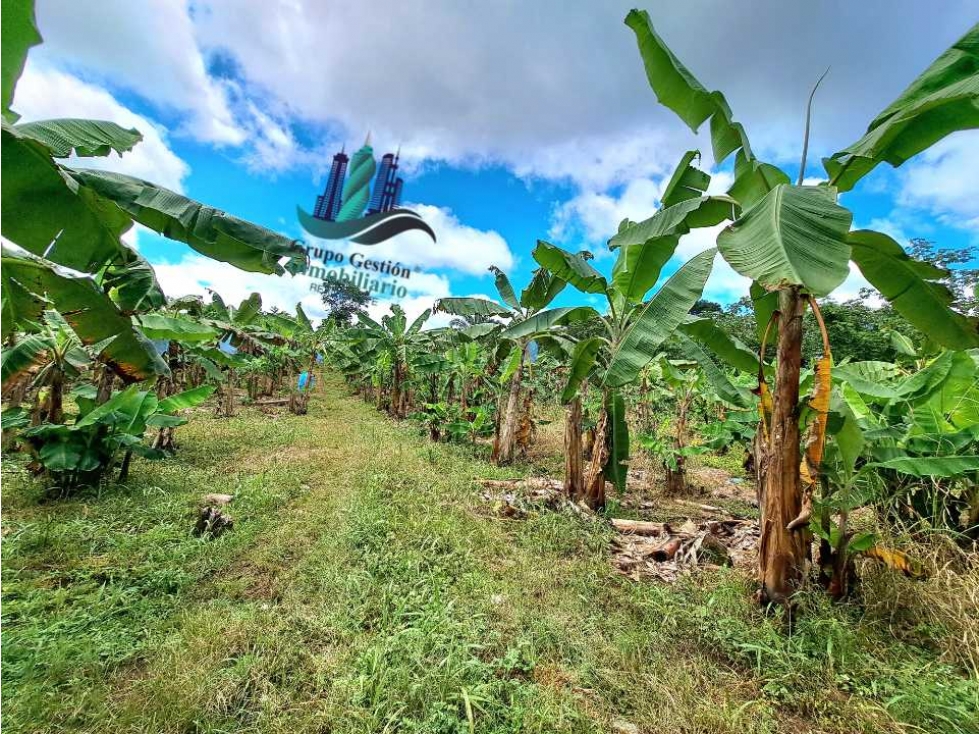 VENDO UNA HECTAREA EN AREA RURAL - 2
