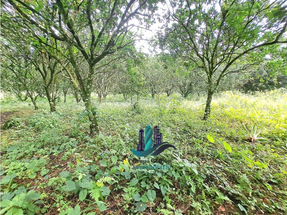 VENDO UNA HECTAREA PLANA CON SUELO NEGRO - 2