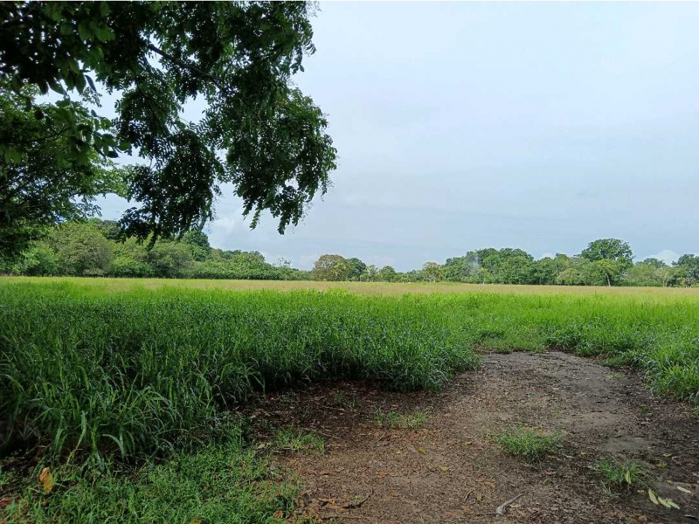 VENDO.FINCA 50Hectareas con Agua viva Bugaba - 2