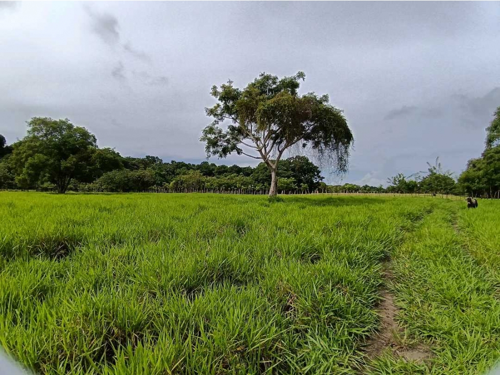 VENDO.FINCA 50Hectareas con Agua viva Bugaba - 4