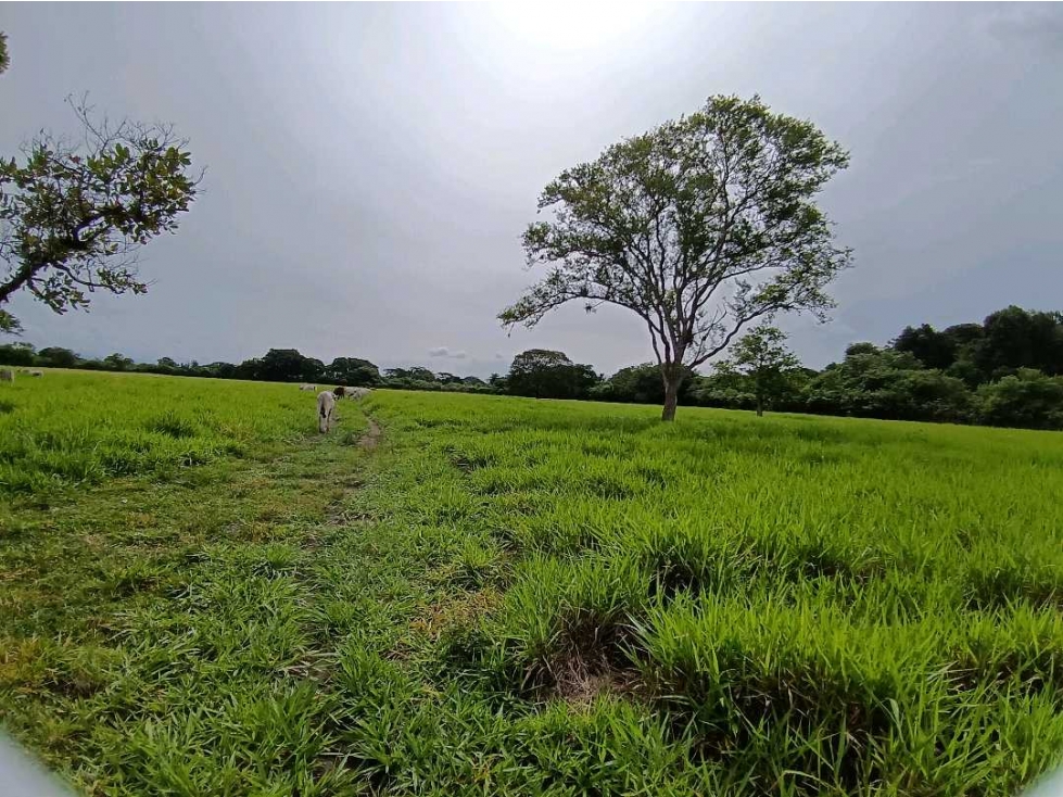 VENDO.FINCA 50Hectareas con Agua viva Bugaba - 5