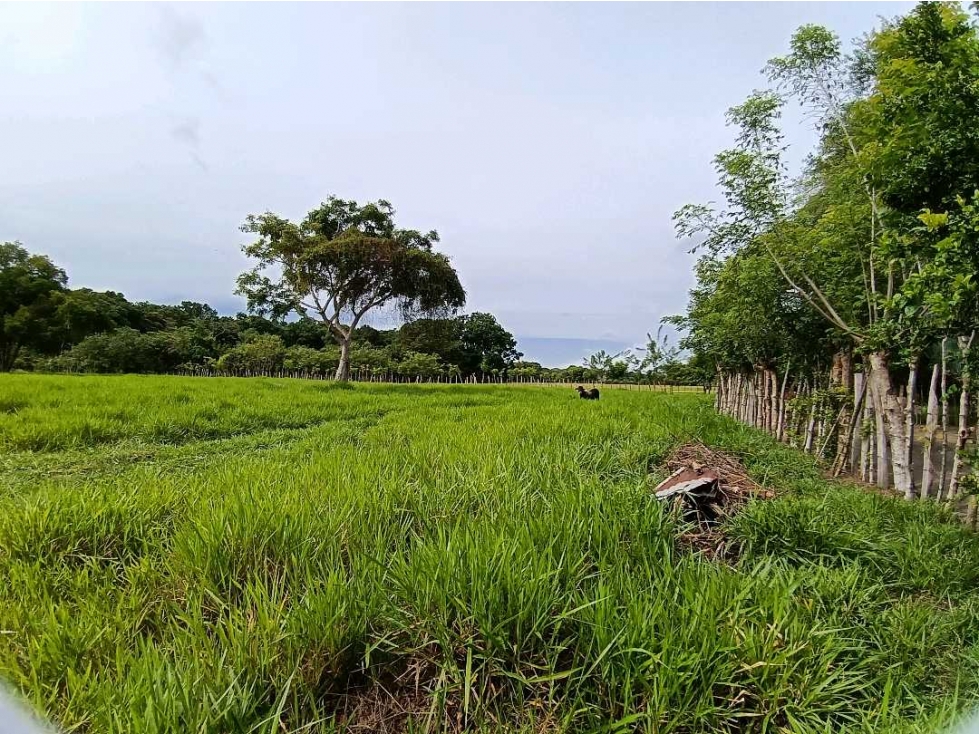 VENDO.FINCA 50Hectareas con Agua viva Bugaba - 6