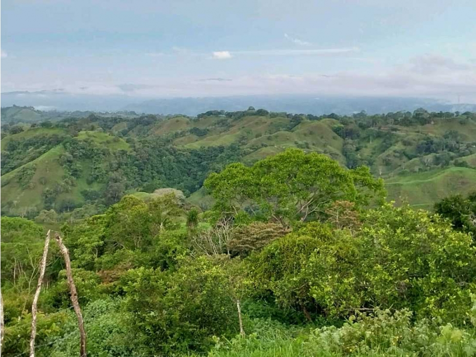 VENDO.FINCA DE 10HECTAREAS CON.CASA VIA CAIZAN - 6
