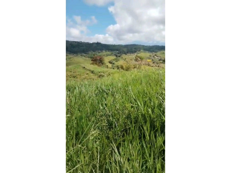 VENDO.FINCA DE 24 hA y Finca de 27 Ha GANADERIA - 4