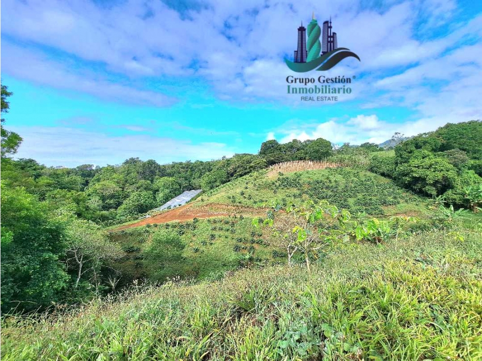 VENDO.FINCA DE 4.5 HECTAREAS BOSQUE CON.RIO - 4