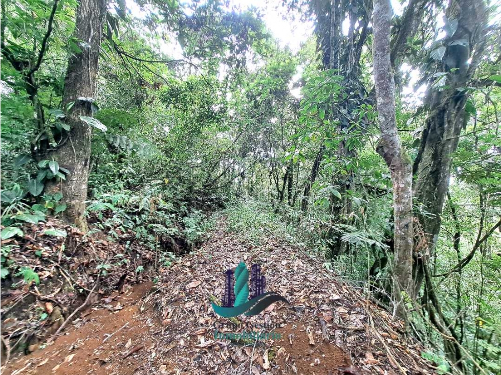 VENDO.FINCA DE 4.5 HECTAREAS BOSQUE CON.RIO - 2