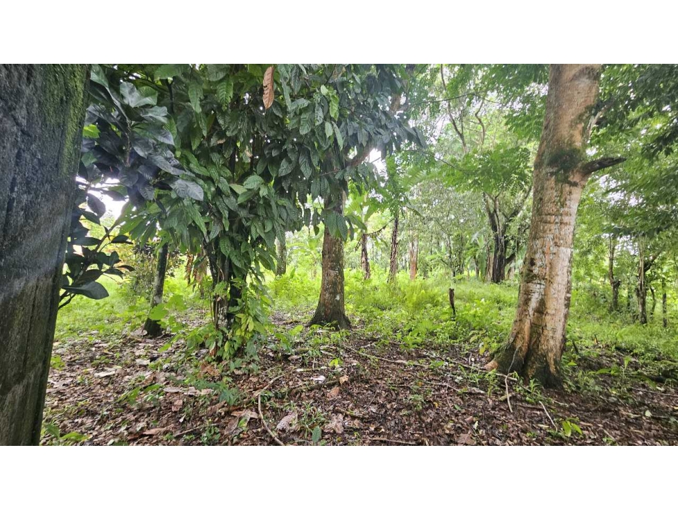 VENDO.LOTE 2000 M2 EN.PALMIRA BOQUETE - 1