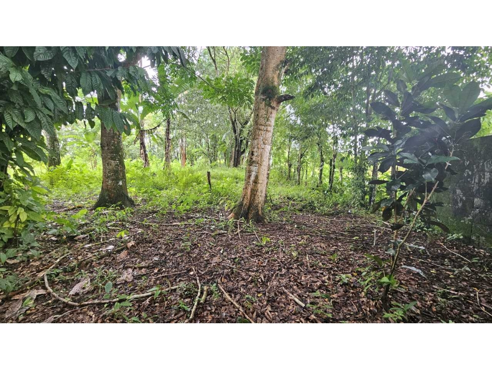 VENDO.LOTE 2000 M2 EN.PALMIRA BOQUETE - 2