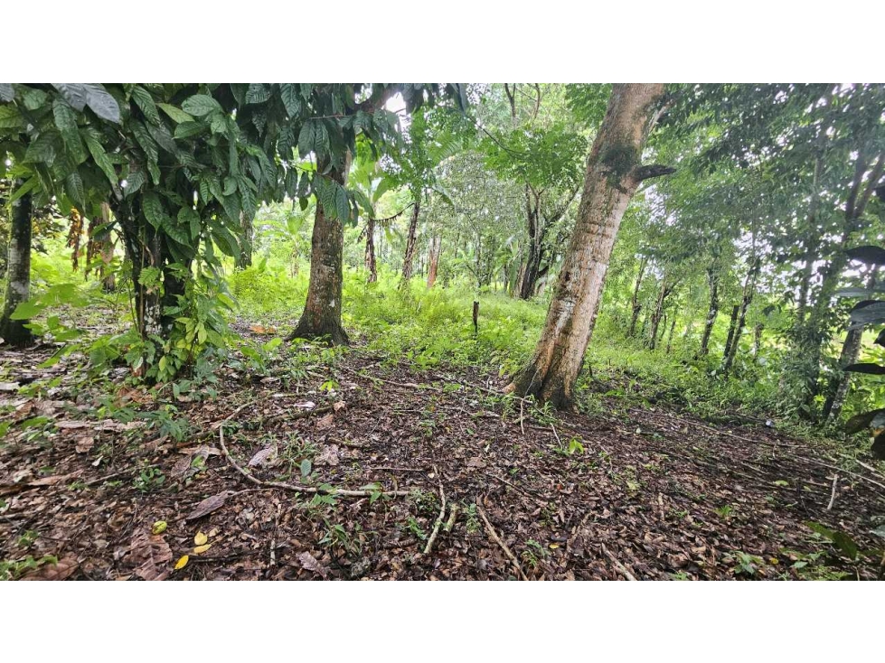 VENDO.LOTE 2000 M2 EN.PALMIRA BOQUETE - 3