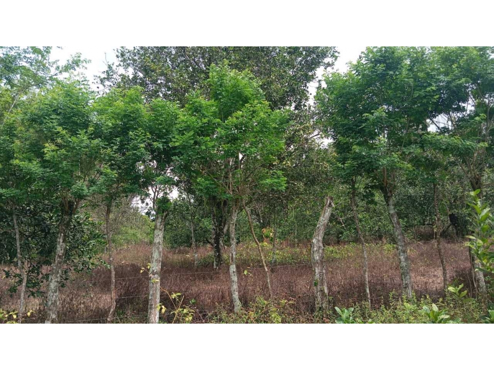 VENDO.LOTE DE 5676mts2 Bongo - 2