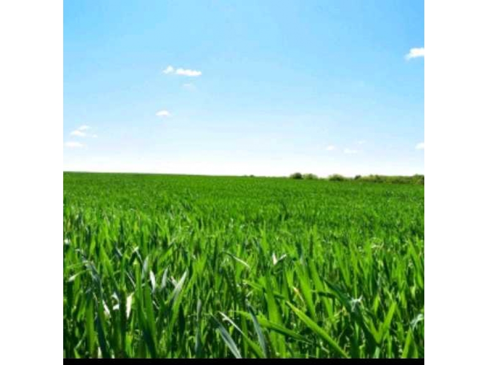 VENTA CAMPO 63 HECTAREAS, AGRICOLA, PERGAMINO, BUENOS AIRES, ARGENTINA - 2