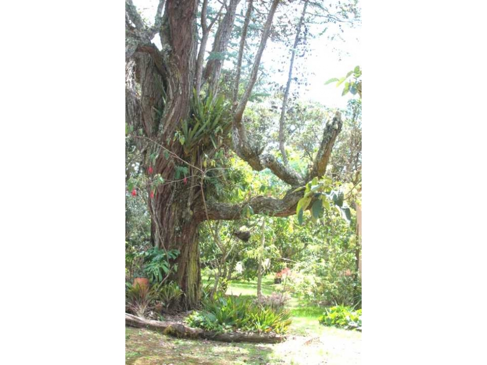 Venta, casa campestre Vereda el plan Santa Elena, 9.260 mt2 de lote! - 4