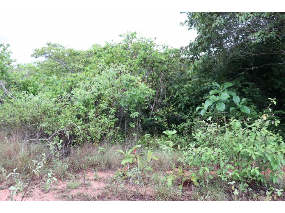 VENTA DE 3 LOTES PARA USO AGRICOLA COCLE PUEBLOS UNIDOS - 3