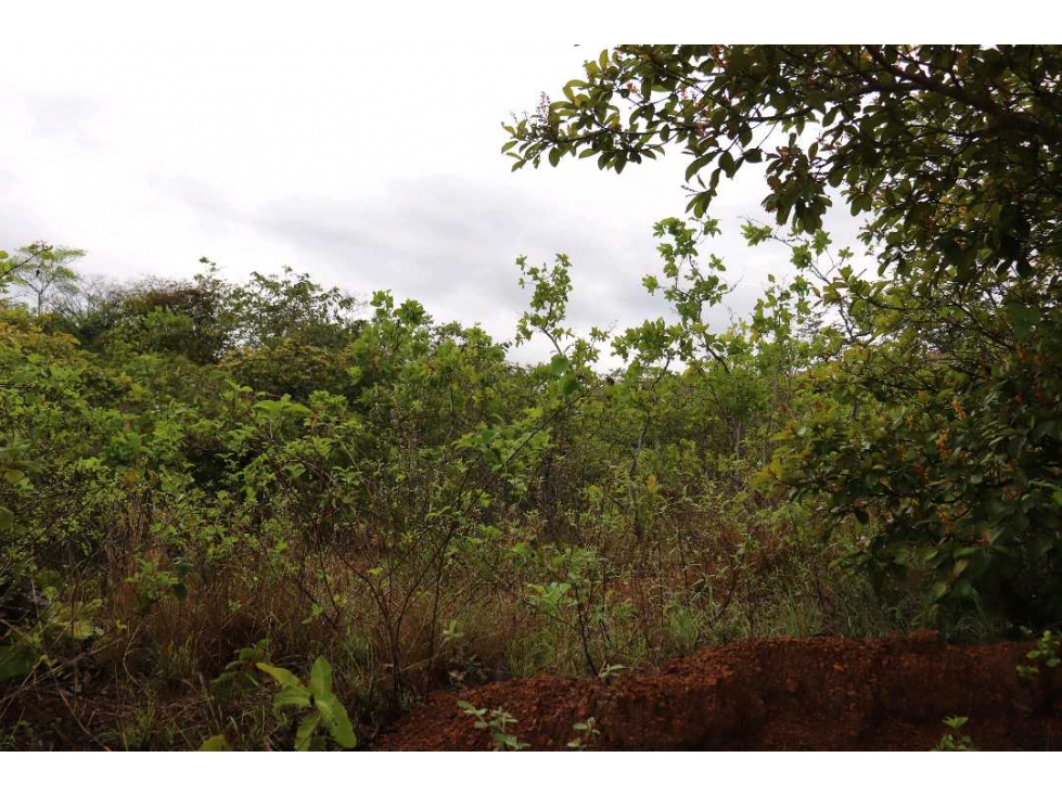 VENTA DE 3 LOTES PARA USO AGRICOLA COCLE PUEBLOS UNIDOS - 4