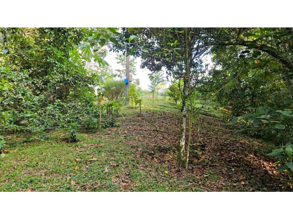 VENTA DE CASA CAMPESTRE CIRCASIA QUINDIO — foto 4