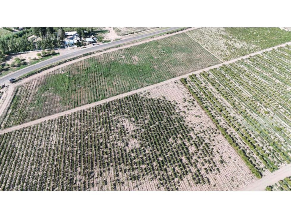 VENTA DE EXCELENTE FINCA 30 HAS EN LOS BARRIALES JUNIN - 4