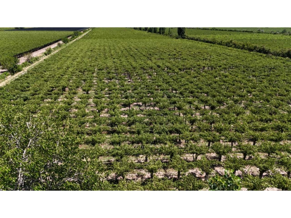 VENTA DE EXCELENTE FINCA 6 HAS - PHILLIP , JUNIN- MZA. - 2