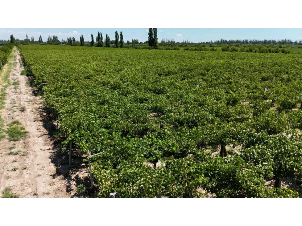 VENTA DE EXCELENTE FINCA 6 HAS - PHILLIP , JUNIN- MZA. - 3