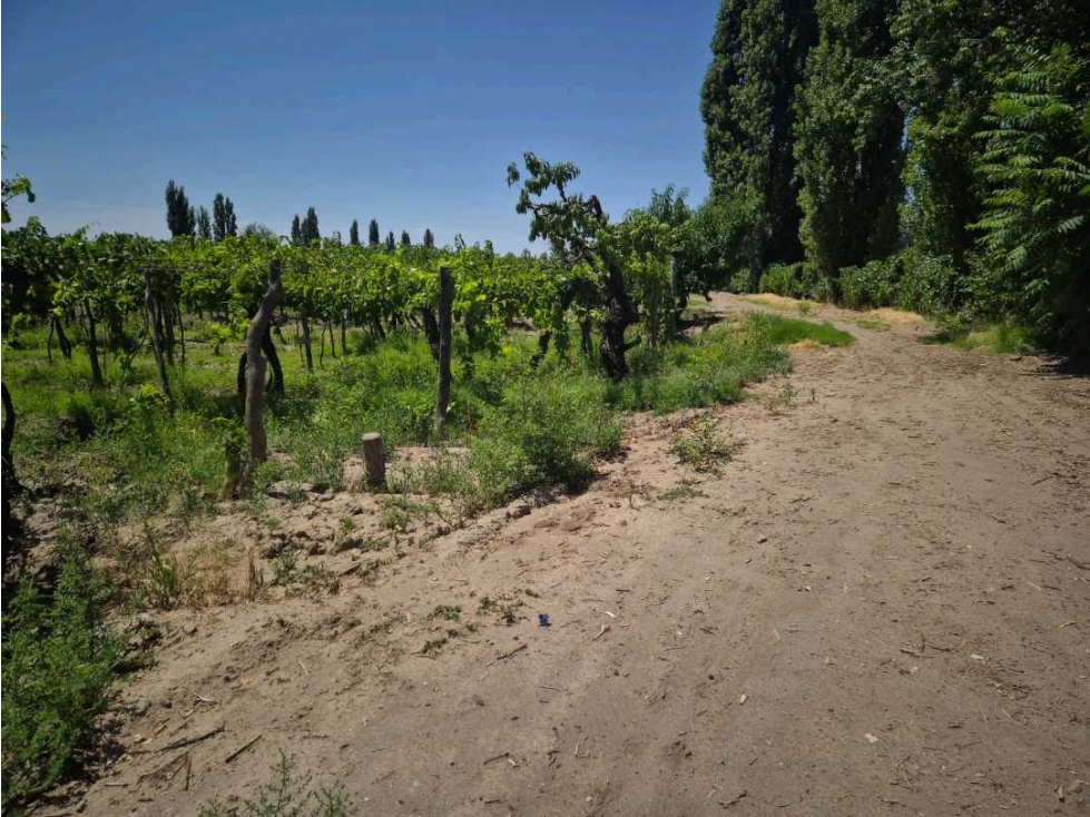 VENTA DE EXCELENTE FINCA 6 HAS - PHILLIP , JUNIN- MZA. - 4