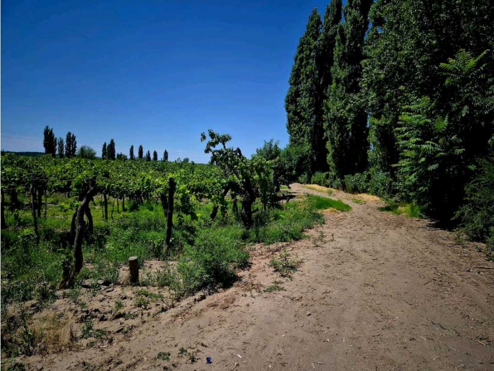 VENTA DE EXCELENTE FINCA 6 HAS - PHILLIP , JUNIN- MZA. - 5