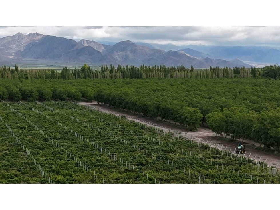 VENTA DE EXCLUSIVA FINCA DE 74,5 HAS - SAN CARLOS, MENDOZA. - 1