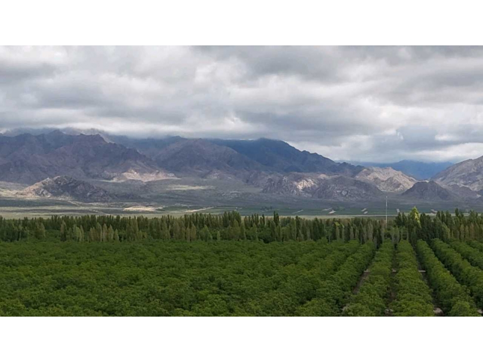 VENTA DE EXCLUSIVA FINCA DE 74,5 HAS - SAN CARLOS, MENDOZA. - 2