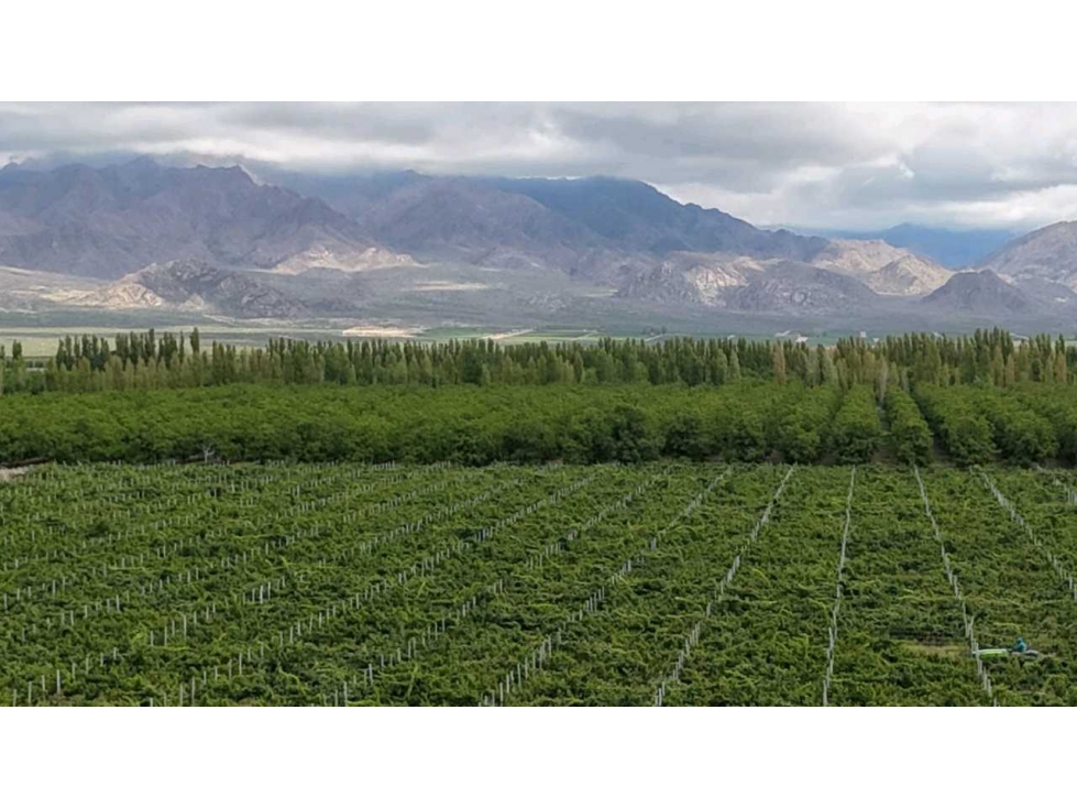 VENTA DE EXCLUSIVA FINCA DE 74,5 HAS - SAN CARLOS, MENDOZA. - 5