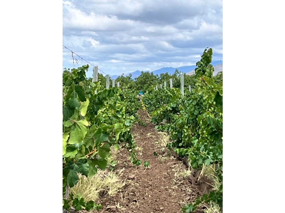 VENTA DE EXCLUSIVA FINCA DE 74,5 HAS - SAN CARLOS, MENDOZA. - 6