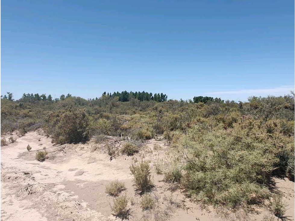VENTA DE CAMPO 104 HAS EN 12 DE OCTUBRE- SANTA ROSA. - 5