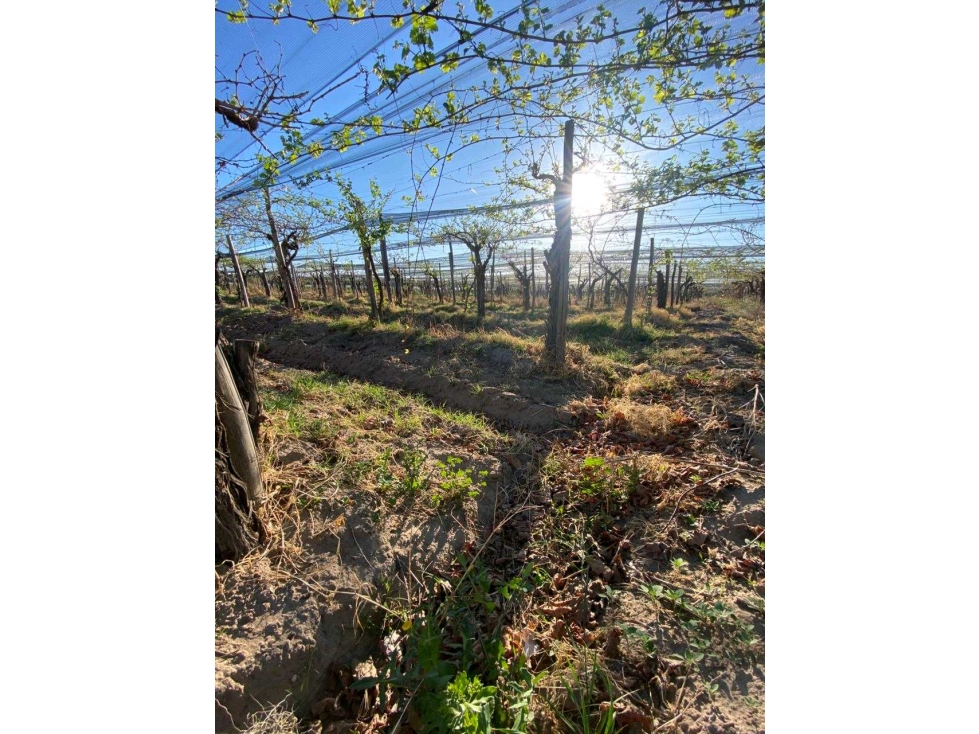VENTA DE FINCA 12 HAS EN CALLE LOS GUINDOS, RIVADAVIA-MZA - 2