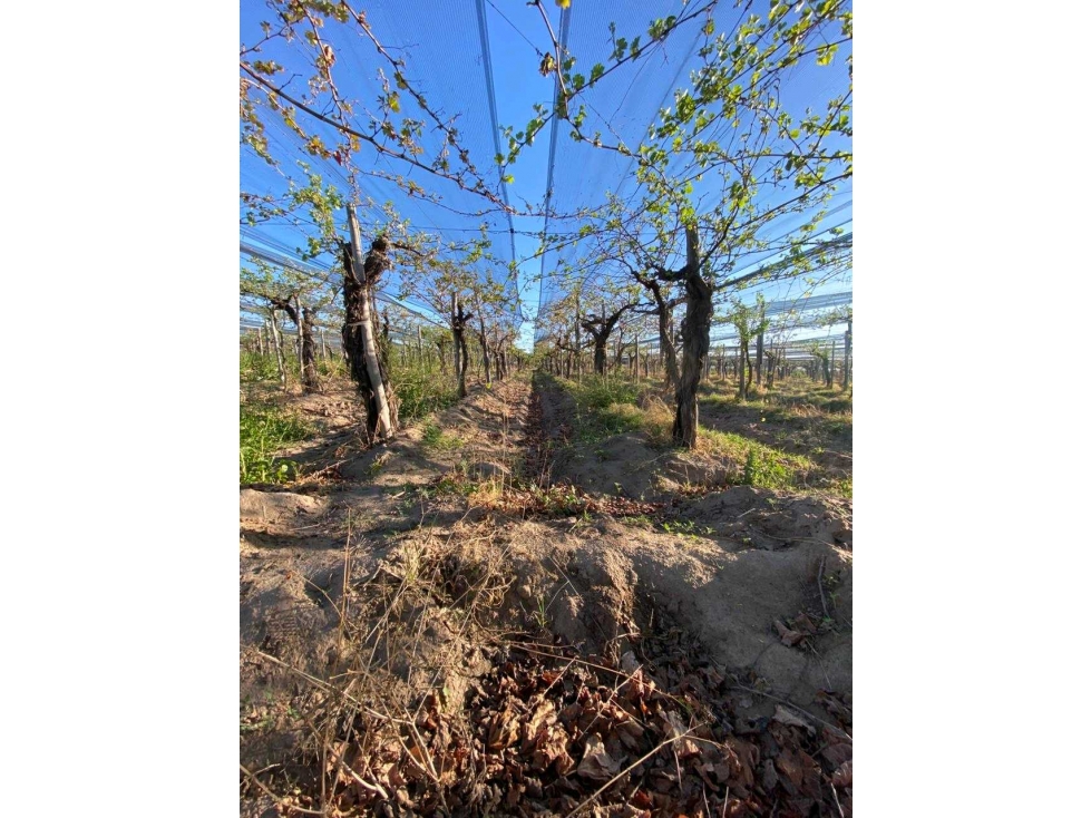 VENTA DE FINCA 12 HAS EN CALLE LOS GUINDOS, RIVADAVIA-MZA - 3