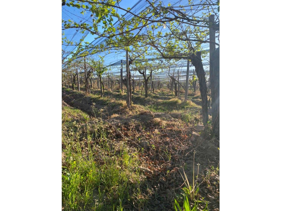 VENTA DE FINCA 12 HAS EN CALLE LOS GUINDOS, RIVADAVIA-MZA - 5