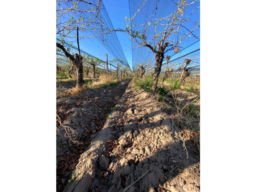 VENTA DE FINCA 12 HAS EN CALLE LOS GUINDOS, RIVADAVIA-MZA - 6