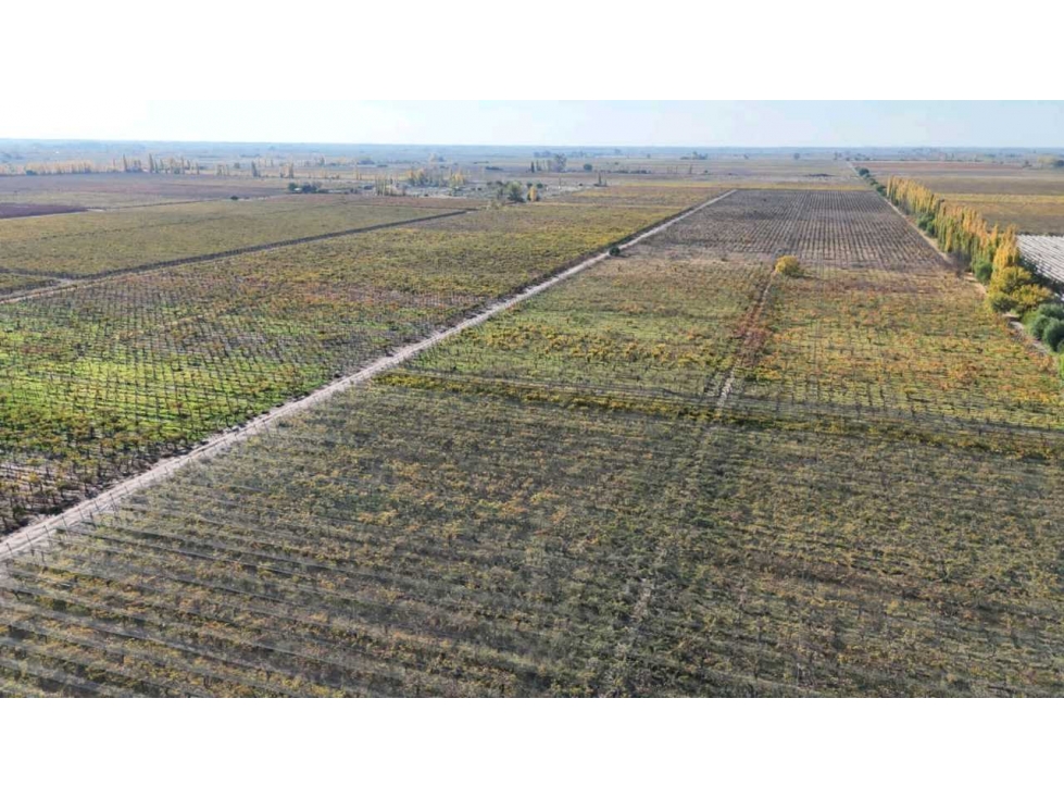VENTA DE FINCA 15 HAS EN CALLE LA FLORIDA, LOS CAMPAMENTOS- RIVADAVIA - 2