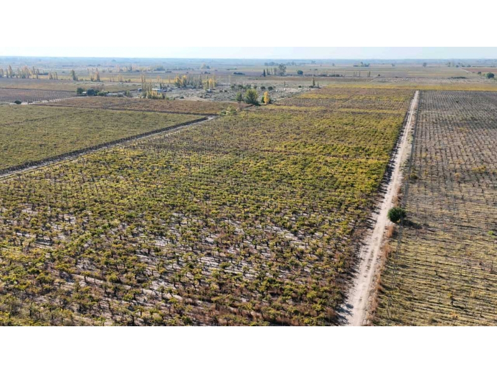 VENTA DE FINCA 15 HAS EN CALLE LA FLORIDA, LOS CAMPAMENTOS- RIVADAVIA - 3