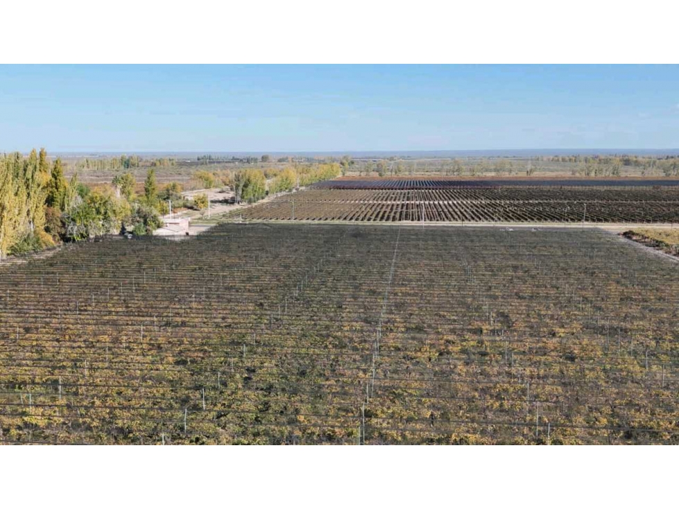 VENTA DE FINCA 15 HAS EN CALLE LA FLORIDA, LOS CAMPAMENTOS- RIVADAVIA - 4