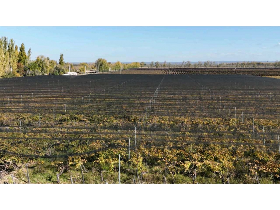 VENTA DE FINCA 15 HAS EN CALLE LA FLORIDA, LOS CAMPAMENTOS- RIVADAVIA - 5
