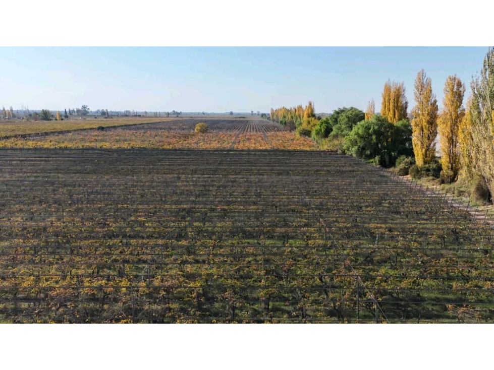 VENTA DE FINCA 15 HAS EN CALLE LA FLORIDA, LOS CAMPAMENTOS- RIVADAVIA - 6