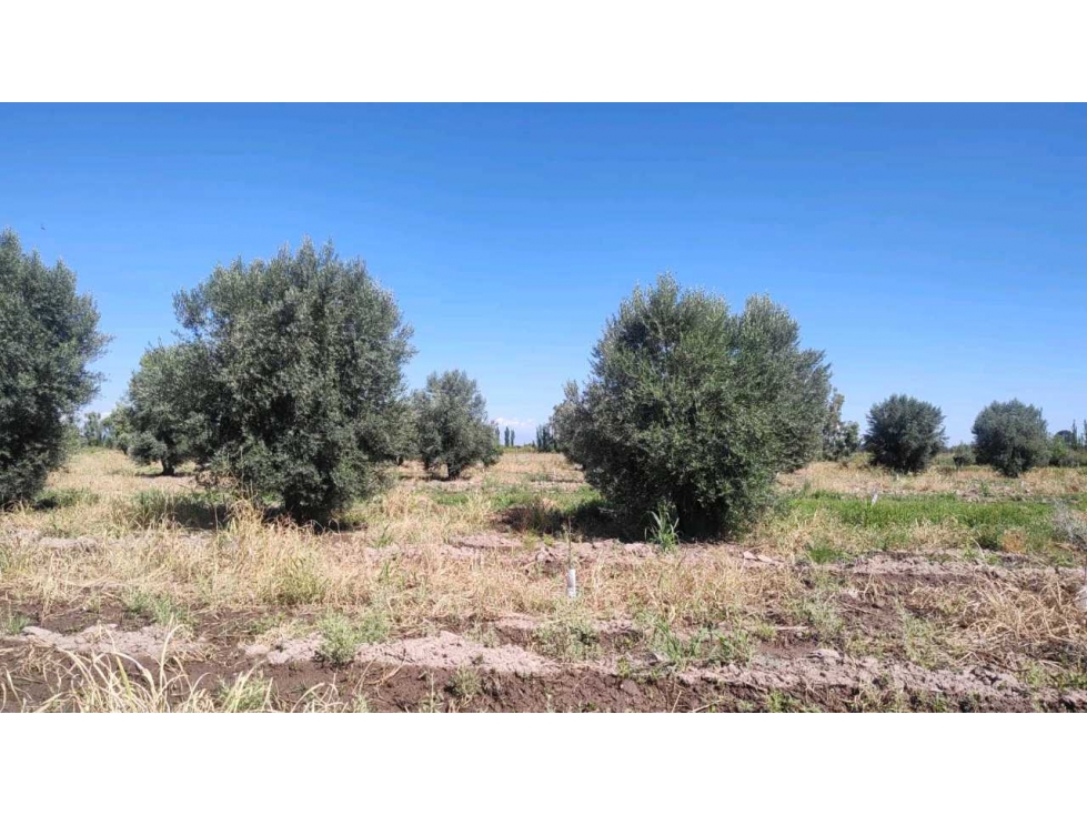 VENTA DE FINCA 22 HAS EN CARRIL BUEN ORDEN- SAN MARTIN, MZA - 5