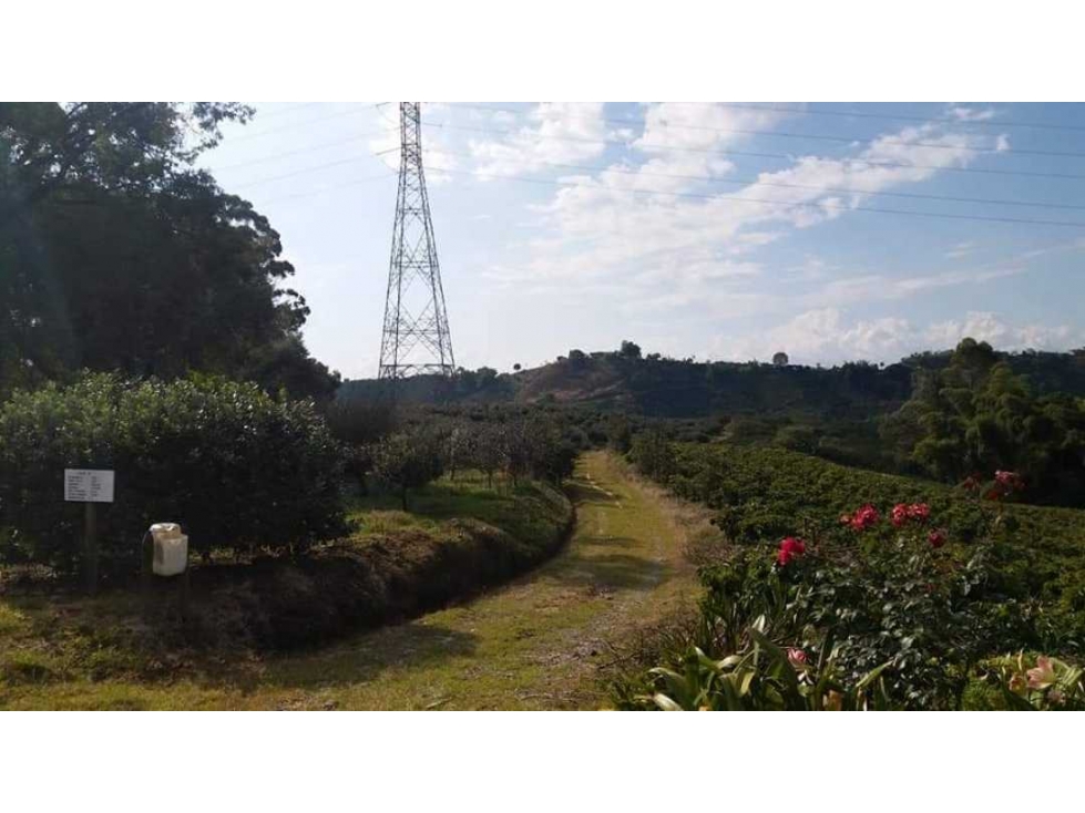 VENTA DE FINCA 24 CUADRAS SECTOR LA BELLA (PEREIRA) — foto 4