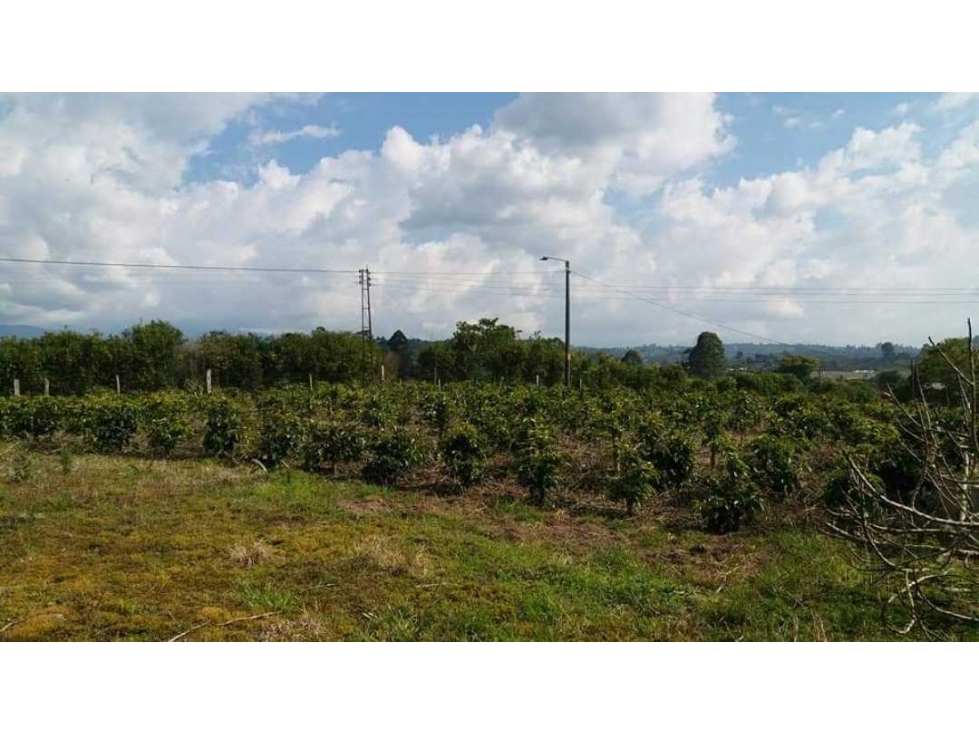 VENTA DE FINCA 24 CUADRAS SECTOR LA BELLA (PEREIRA) — foto 5