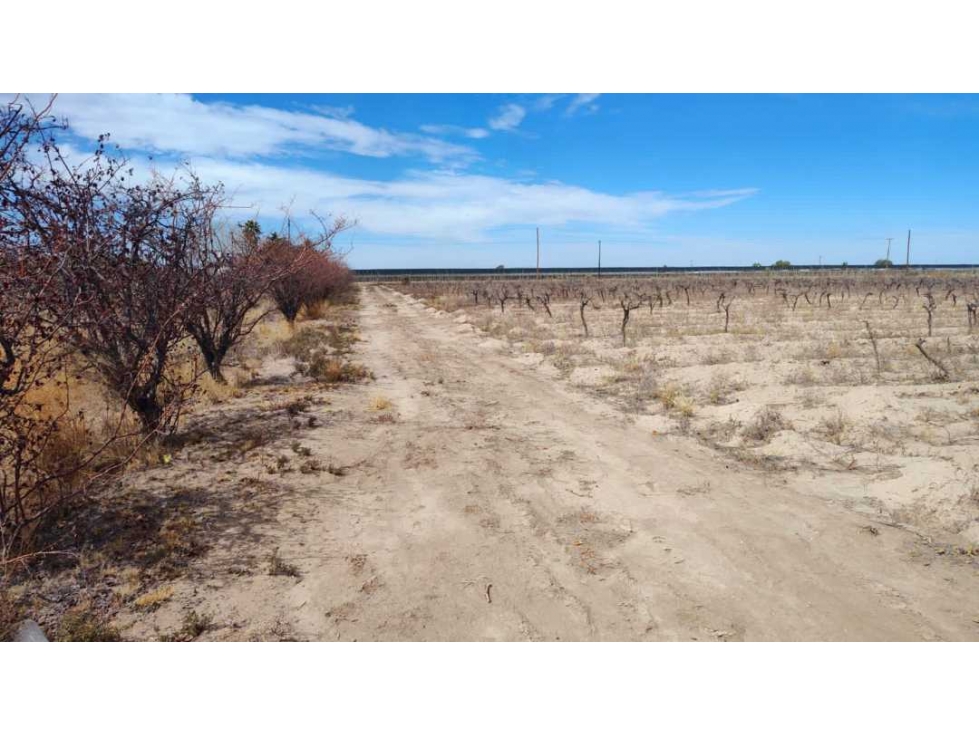 VENTA DE FINCA 15.3 HAS SOBRE RUTA 60 Y 71, JUNIN-MZA - 2