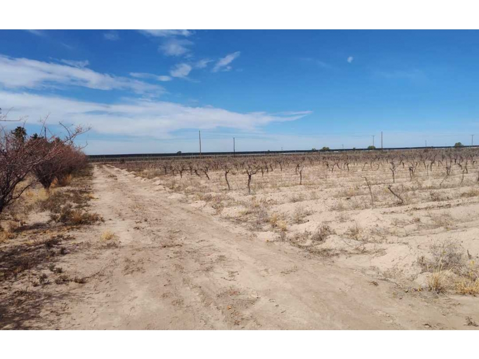 VENTA DE FINCA 15.3 HAS SOBRE RUTA 60 Y 71, JUNIN-MZA - 3