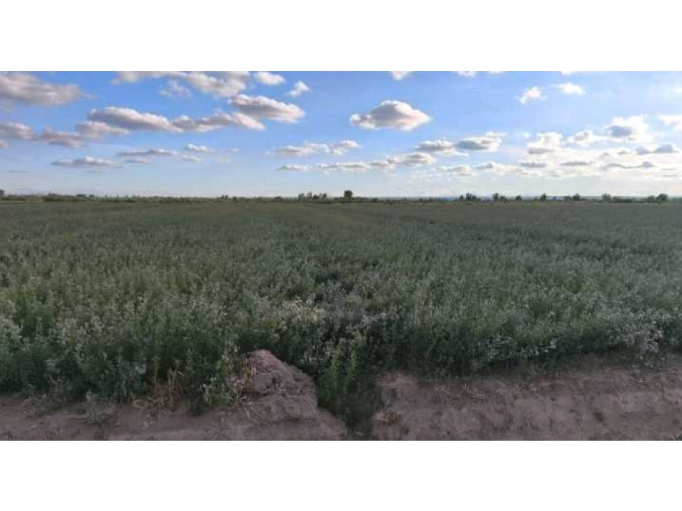 VENTA DE FINCA 36 HAS CALLE LA FLORIDA, EL MIRADOR , RIVADAVIA - 5