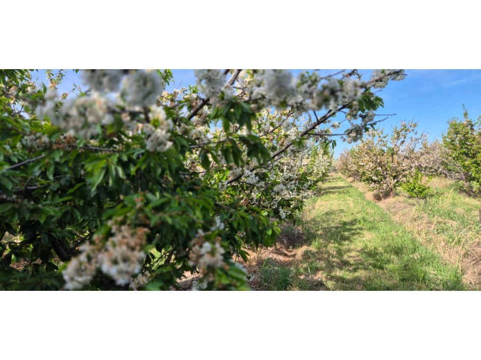VENTA DE FINCA 3.8 HAS - ING. GIAGNONI, JUNIN,MZA - 2