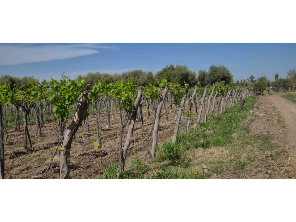 VENTA DE FINCA 3.8 HAS - ING. GIAGNONI, JUNIN,MZA - 3