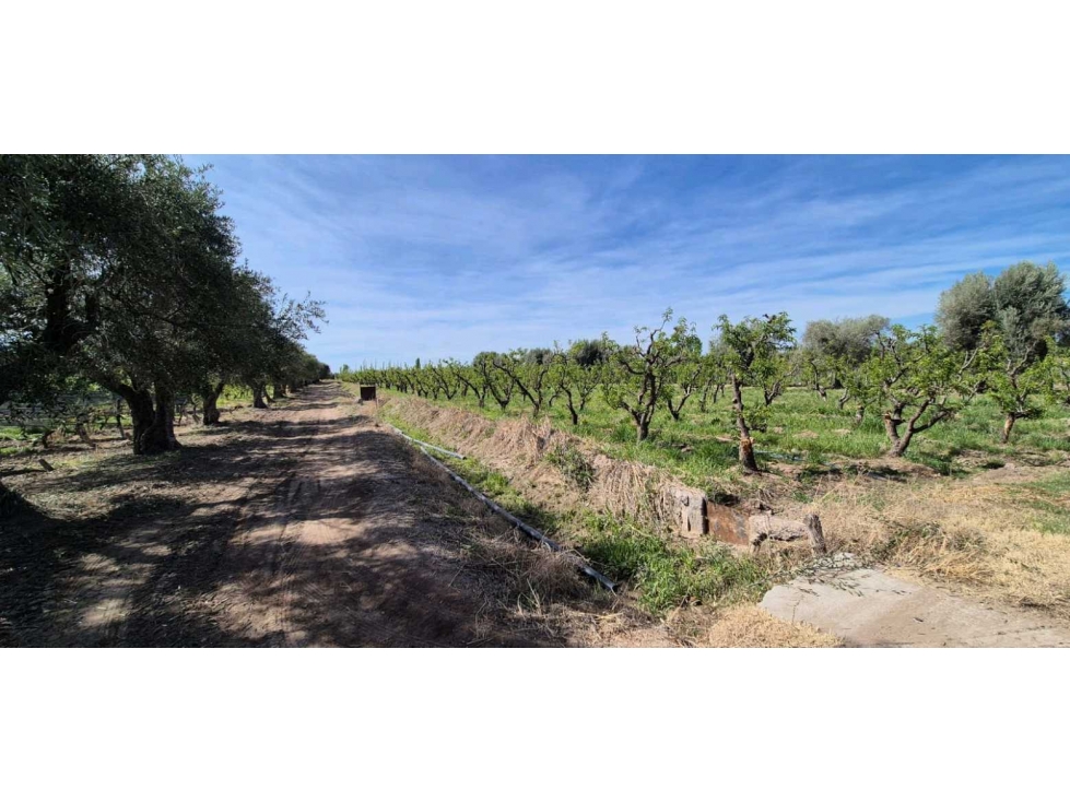VENTA DE FINCA 3.8 HAS - ING. GIAGNONI, JUNIN,MZA - 4